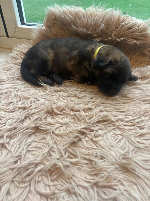 German shepherd puppies - Image 2 of 3