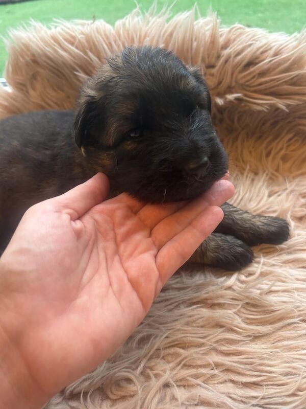 German shepherd puppies - Image 3 of 3