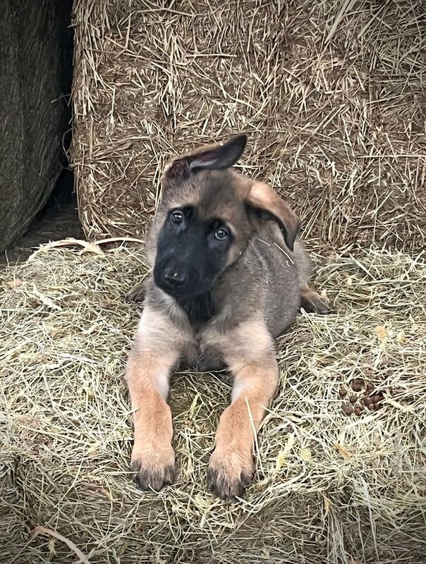 German Shepherd puppies for sale in Kidderminster, Worcestershire – 8 weeks old