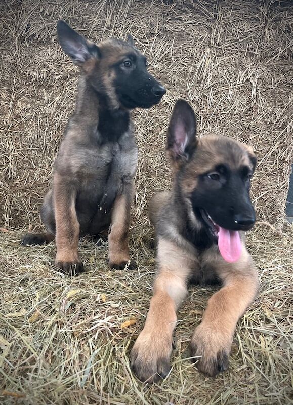 German Shepherd puppies for sale in Kidderminster, Worcestershire – 12 weeks old - Image 3 of 3