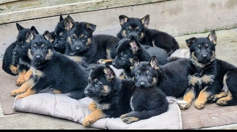 German Shepherd puppies for sale in Cheadle, Staffordshire – KC registered, 7 weeks old