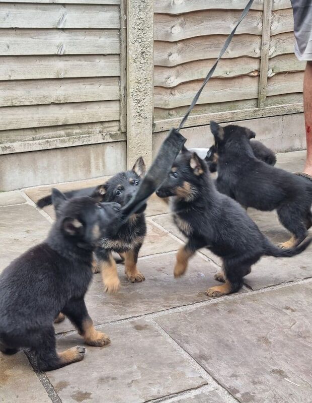 German Shepherd puppies for sale in Cheadle, Staffordshire – KC registered, 10 weeks old - Image 2 of 3