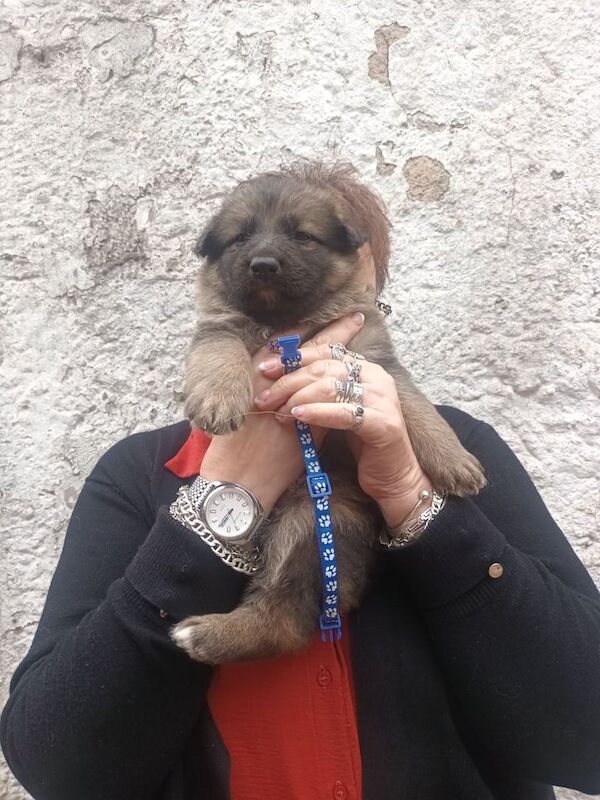 German Shepherd puppies for sale in Highland Boath, Nairn – KC registered, 5 weeks old