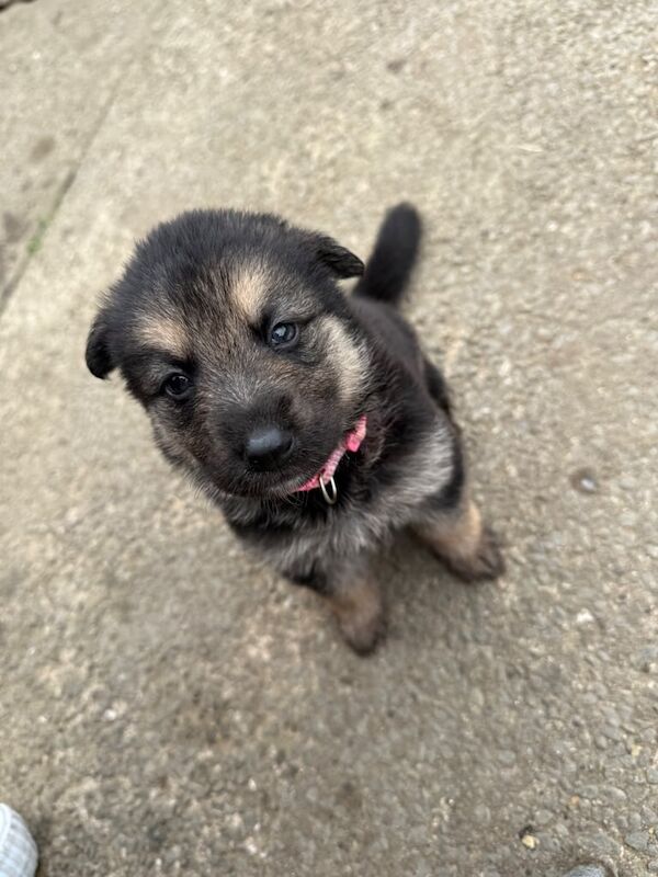 German Shepherd puppies for sale in Seaton, Cumbria – 4 weeks old