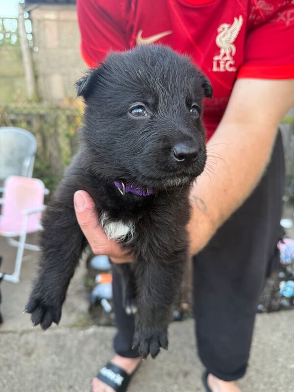 German Shepherd puppies for sale in Seaton, Cumbria – 4 months old - Image 3 of 3