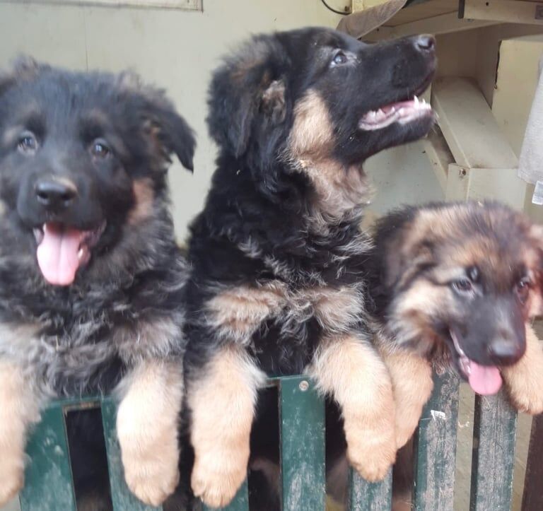 German Shepherd puppies for sale in Luton, Bedfordshire – 9 weeks old