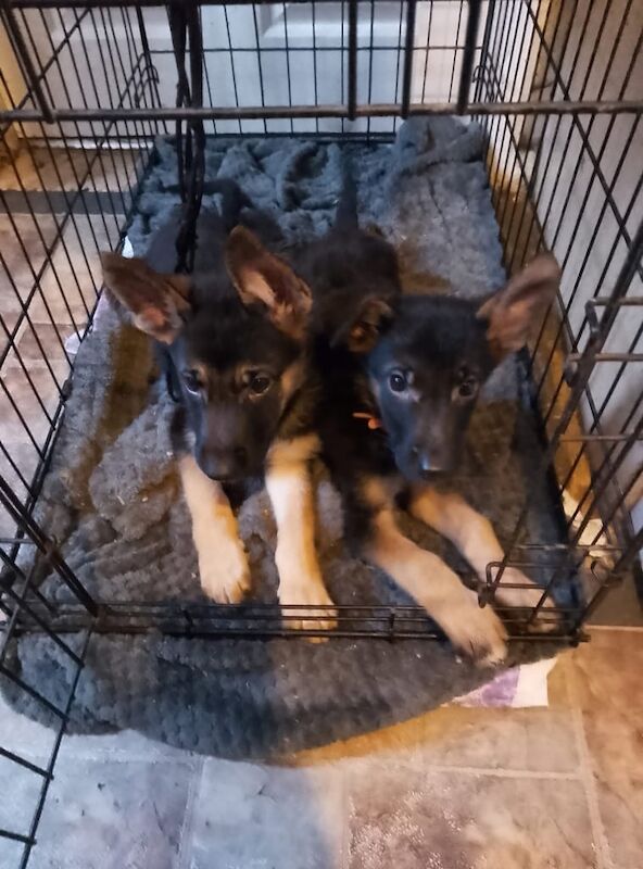 German Shepherd puppies for sale in Clifton, Nottinghamshire – 11 weeks old
