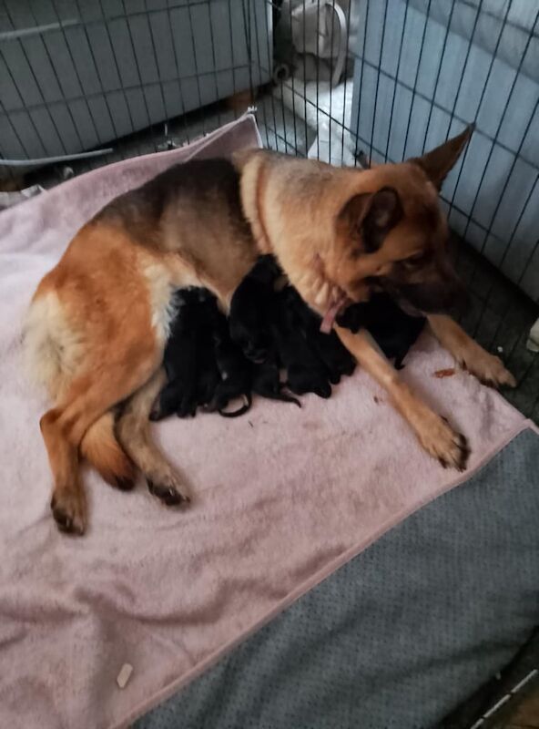 German Shepherd puppies for sale in Clifton, Nottinghamshire – 12 weeks old - Image 2 of 3