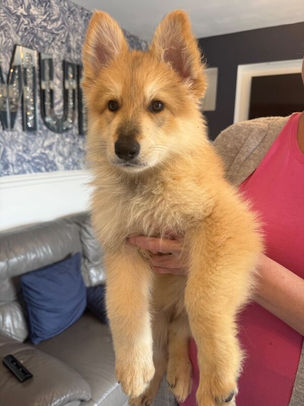 German Shepherd puppies for sale in Halesowen, West Midlands – KC registered, 10 weeks old