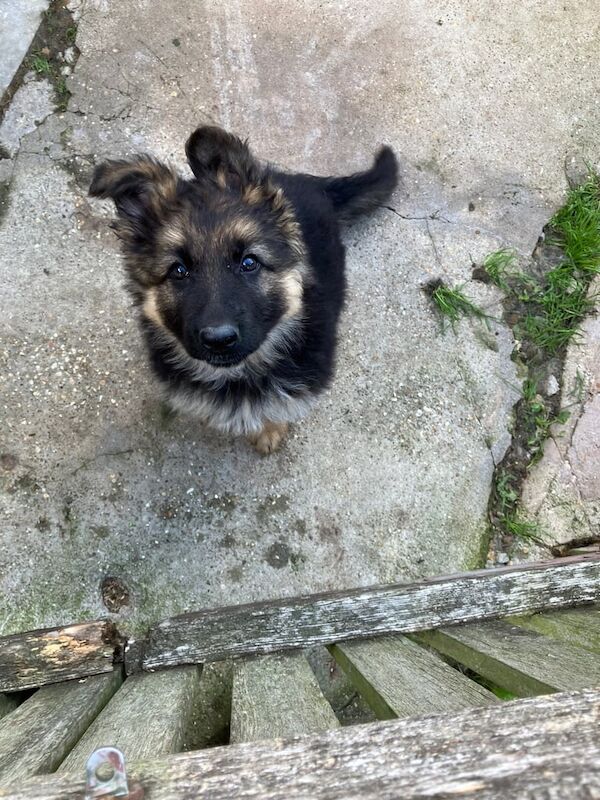 German Shepherd puppies for sale in Burgh le Marsh, Lincolnshire – 9 weeks old