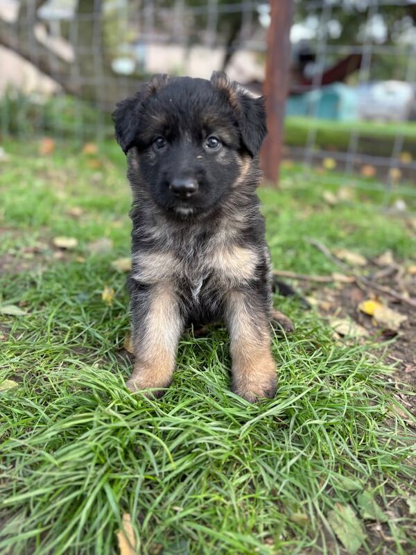 German Shepherd puppies for sale in Stonehouse, Gloucestershire – 5 weeks old