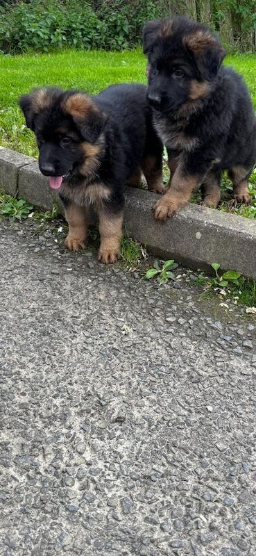 German Shepherd puppies for sale in Londonderry, County Londonderry – KC registered, 8 weeks old