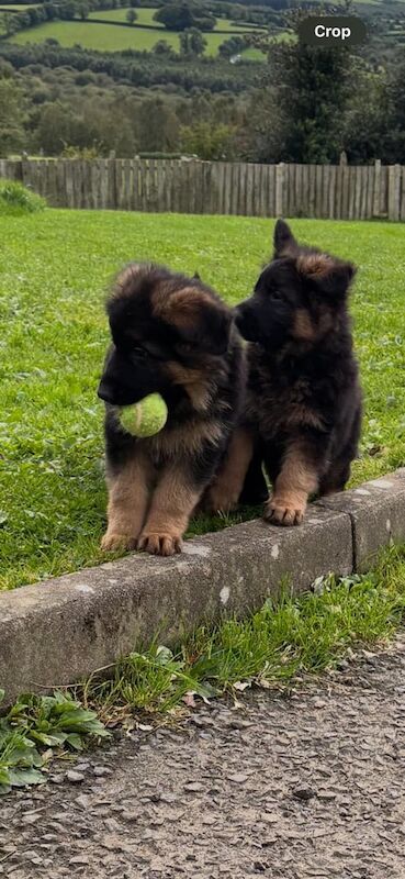German Shepherd puppies for sale in Londonderry, County Londonderry – KC registered, 8 weeks old - Image 2 of 3