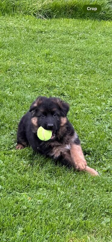 German Shepherd puppies for sale in Londonderry, County Londonderry – KC registered, 8 weeks old - Image 3 of 3