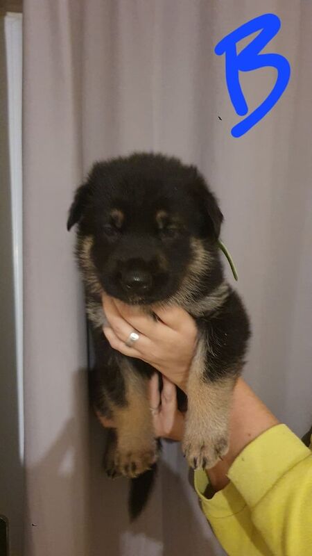 German Shepherd puppies for sale in London – 5 weeks old