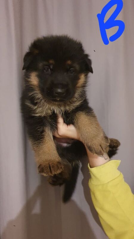 German Shepherd puppies for sale in London – 5 weeks old - Image 2 of 3