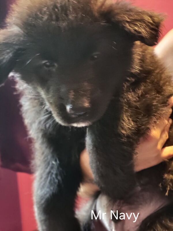 German Shepherd puppies for sale in Mexborough, South Yorkshire – 8 weeks old