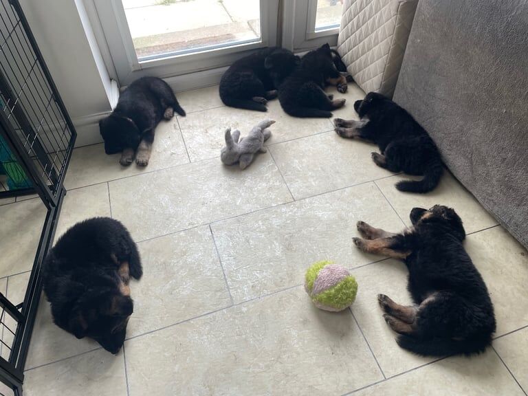 German Shepherd puppies for sale in Bradford, West Yorkshire – 5 weeks old