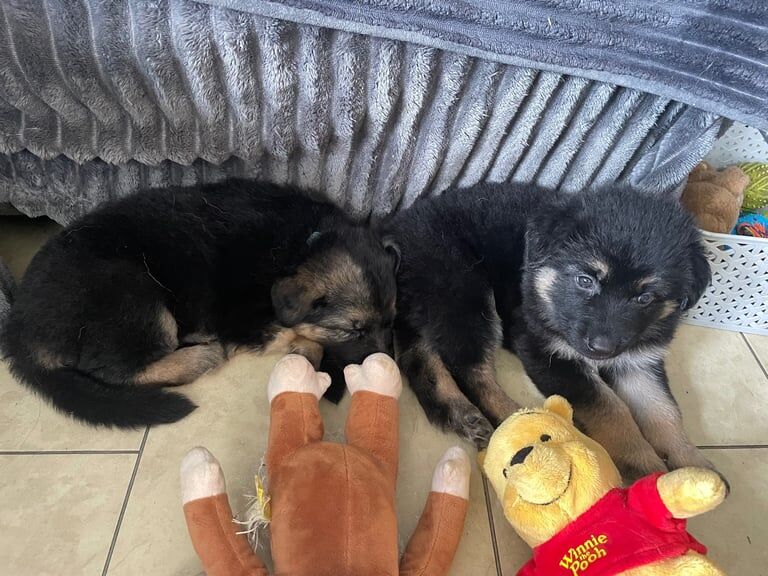 German Shepherd puppies for sale in Bradford, West Yorkshire – 5 weeks old - Image 2 of 3