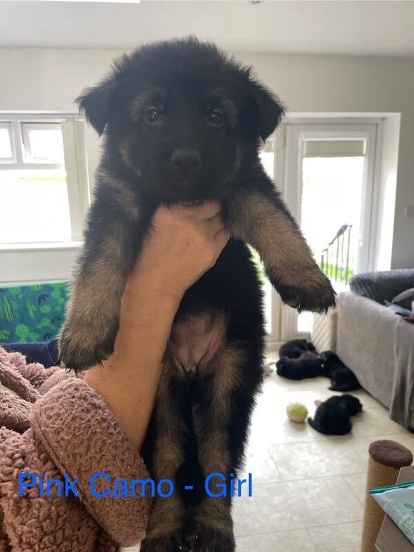 German Shepherd puppies for sale in Bradford, West Yorkshire – 5 weeks old - Image 3 of 3