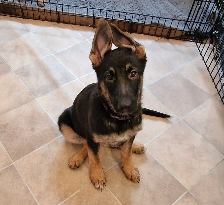 German shepherd puppies - Image 2 of 3