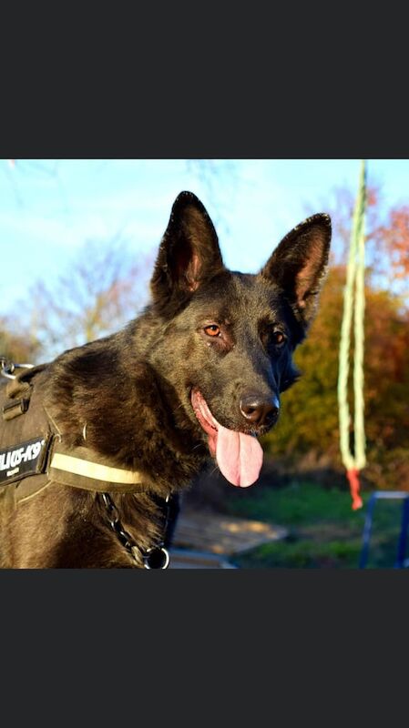 German shepherd puppies - Image 2 of 4