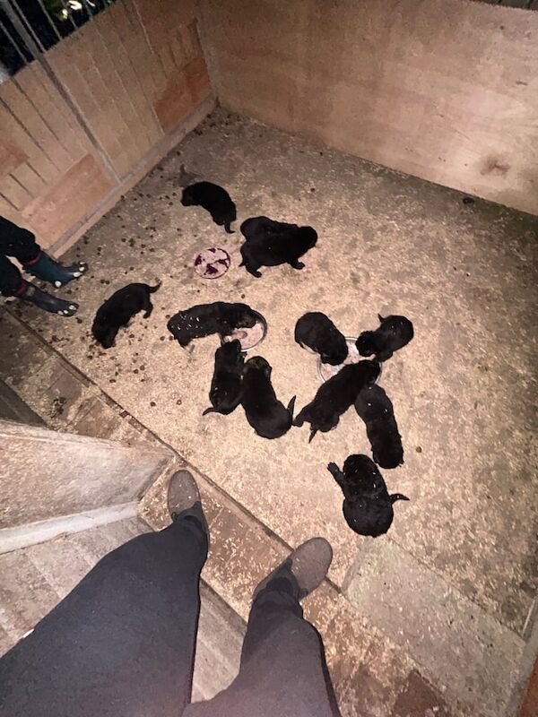 German shepherd puppies - Image 3 of 4