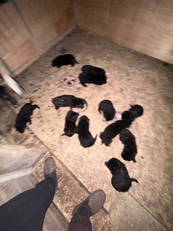 German shepherd puppies - Image 4 of 4