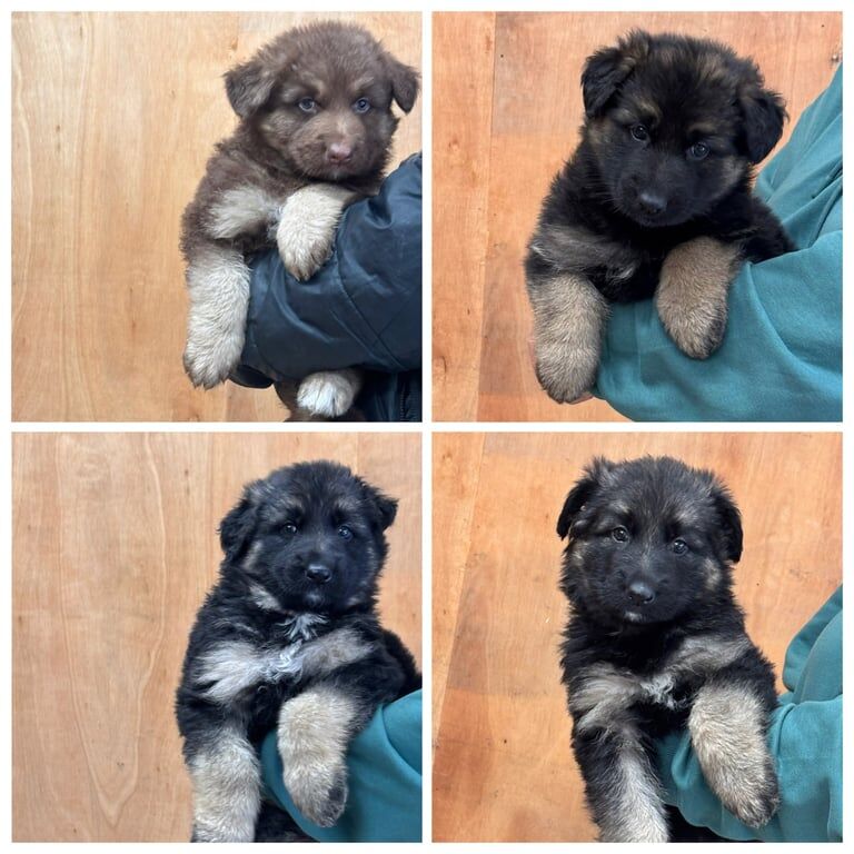 German Shepherd Puppies For Sale
