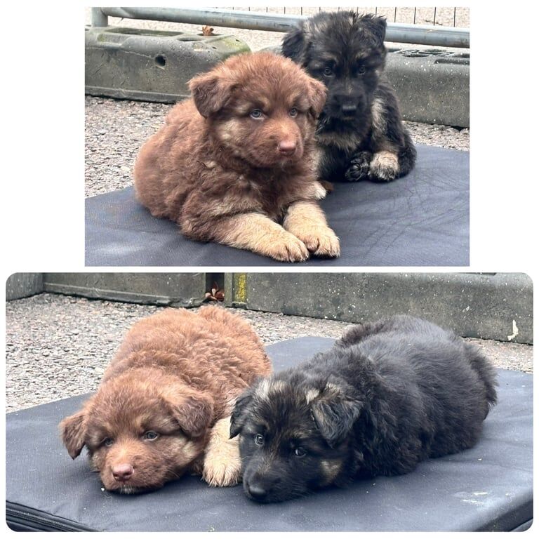 German Shepherd puppies for sale in Henfield, West Sussex – 8 weeks old - Image 2 of 6