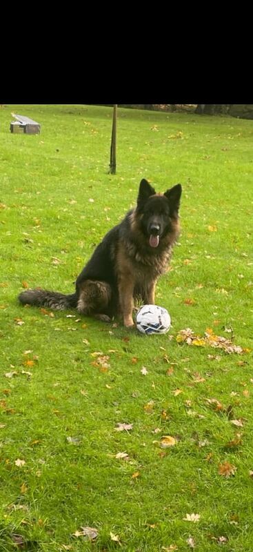 German Shepherd puppies for sale in Henfield, West Sussex – 8 weeks old - Image 3 of 6