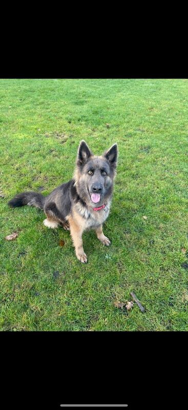 German Shepherd puppies for sale in Henfield, West Sussex – 8 weeks old - Image 4 of 6