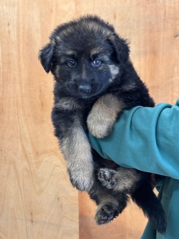 German Shepherd puppies for sale in Henfield, West Sussex – 8 weeks old - Image 5 of 6
