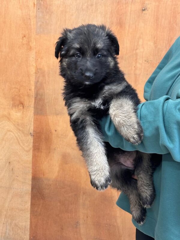 German Shepherd puppies for sale in Henfield, West Sussex – 8 weeks old - Image 6 of 6