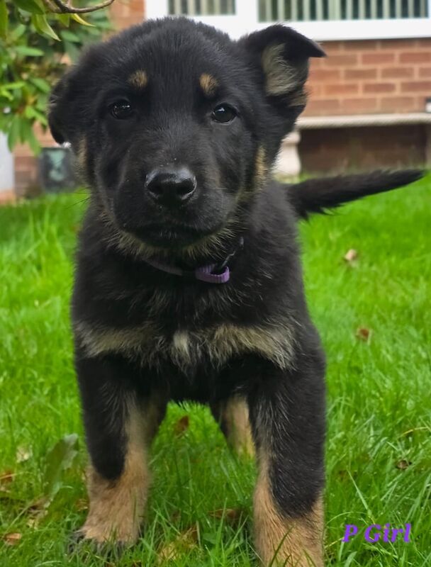German Shepherd puppies for sale in Blythe Bridge, Staffordshire – KC registered, 8 weeks old
