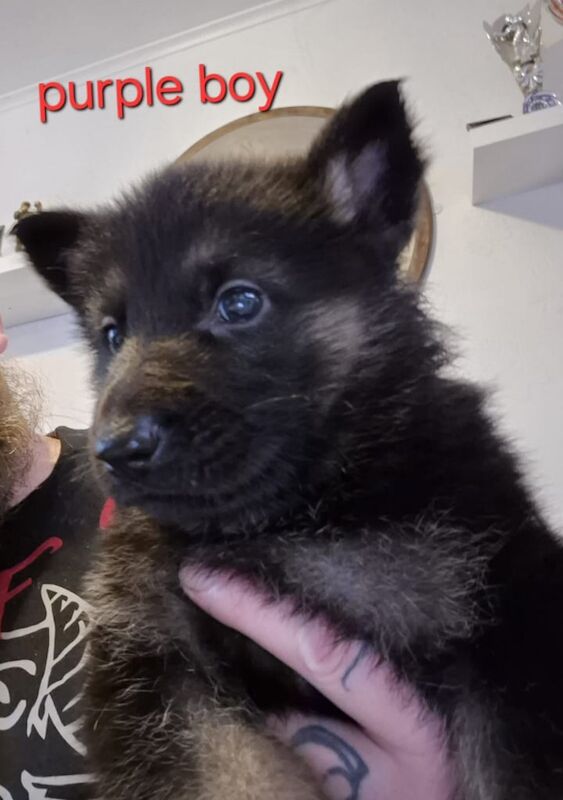 German Shepherd puppies for sale in Swansea / Abertawe, West Glamorgan – KC registered, 6 weeks old