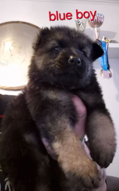 German shepherd puppies - Image 2 of 3