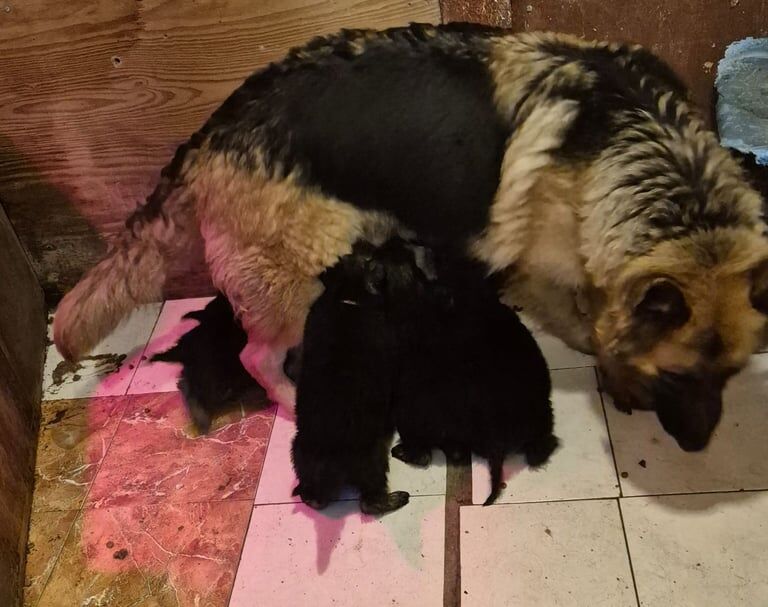 German shepherd puppies - Image 3 of 3