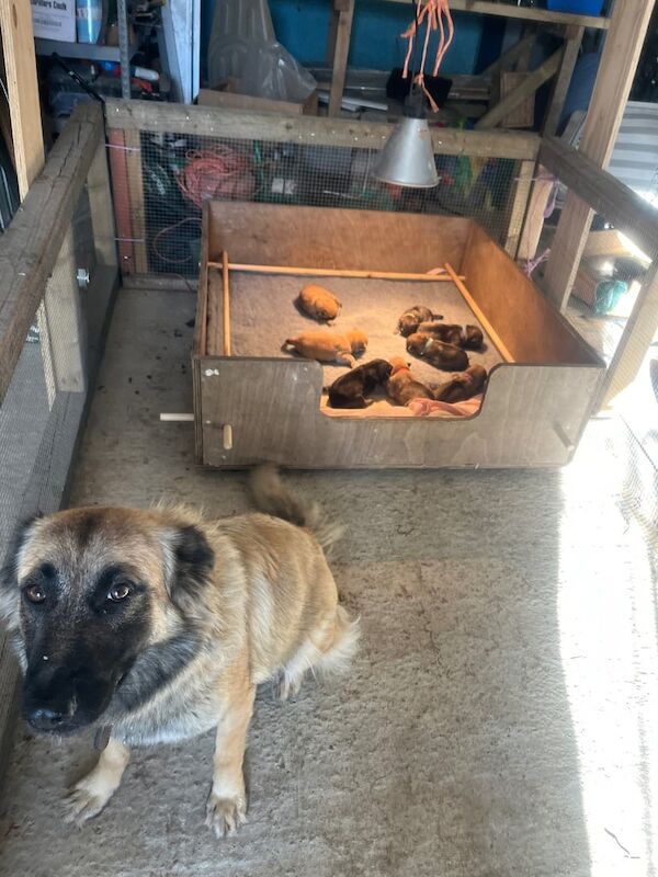 German Shepherd puppies for sale in Melton Mowbray, Leicestershire – 1 week old