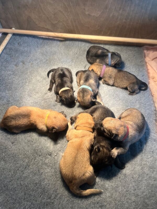 German Shepherd puppies for sale in Melton Mowbray, Leicestershire – 6 weeks old - Image 2 of 4