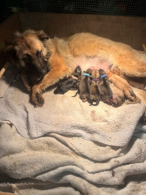 German Shepherd puppies for sale in Melton Mowbray, Leicestershire – 6 weeks old - Image 3 of 4
