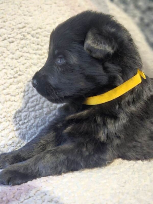 German Shepherd puppies for sale in Port Talbot, West Glamorgan – 3 weeks old