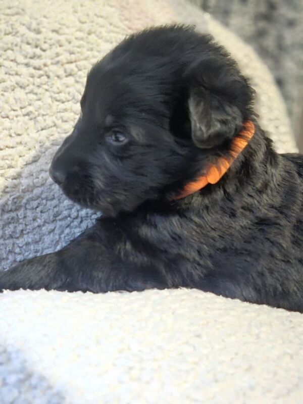 German Shepherd puppies for sale in Port Talbot, Swansea – 4 months old - Image 2 of 3