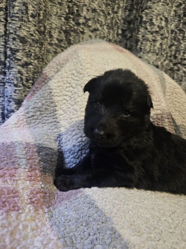 German Shepherd puppies for sale in Port Talbot, Swansea – 4 months old - Image 3 of 3
