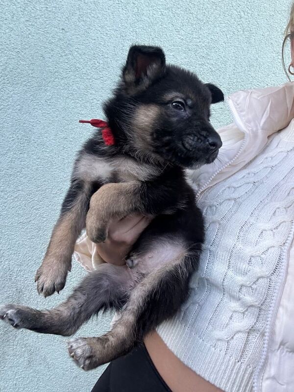 german shepherd puppies - Image 2 of 5