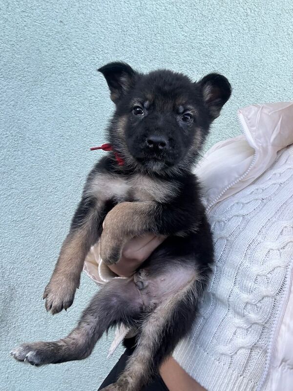 german shepherd puppies - Image 3 of 5