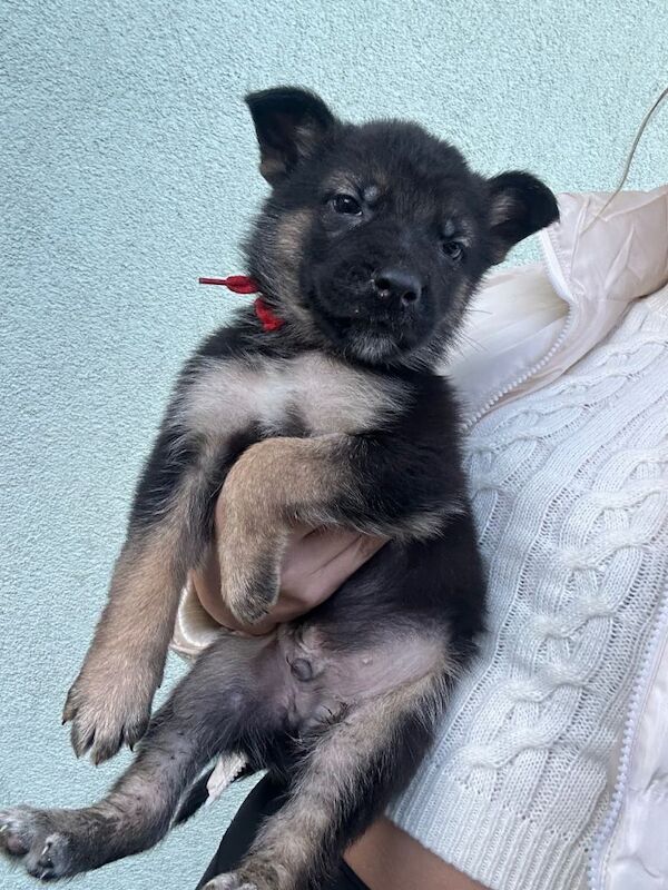 german shepherd puppies - Image 4 of 5
