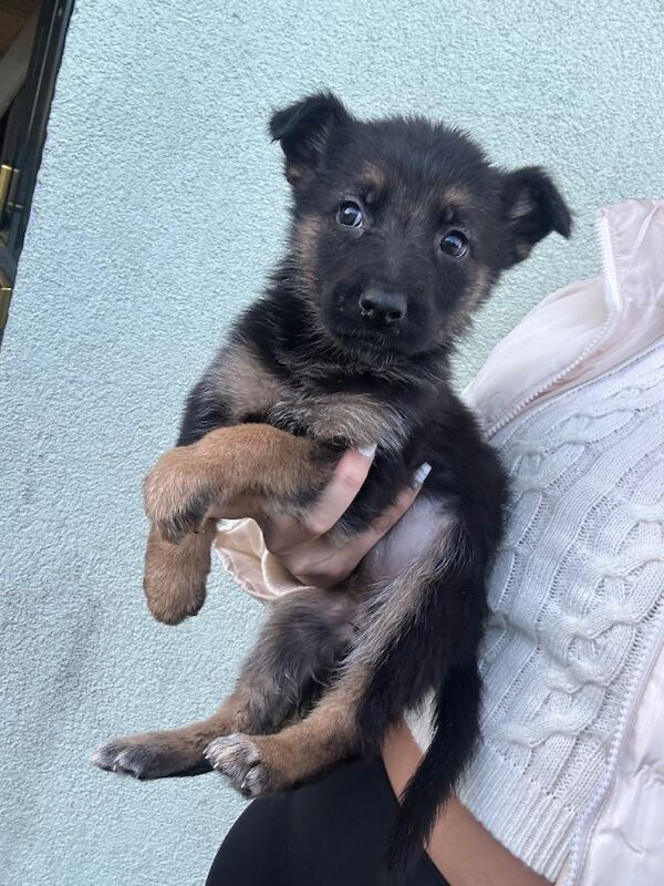 german shepherd puppies - Image 5 of 5