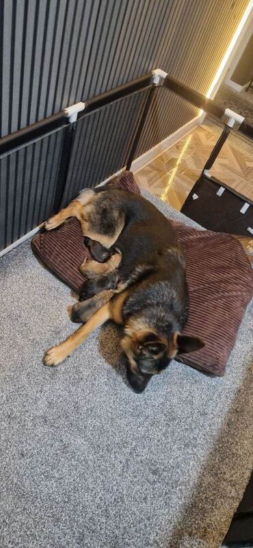 German Shepherd puppies for sale in Rochdale, Greater Manchester – 2 weeks old - Image 2 of 3