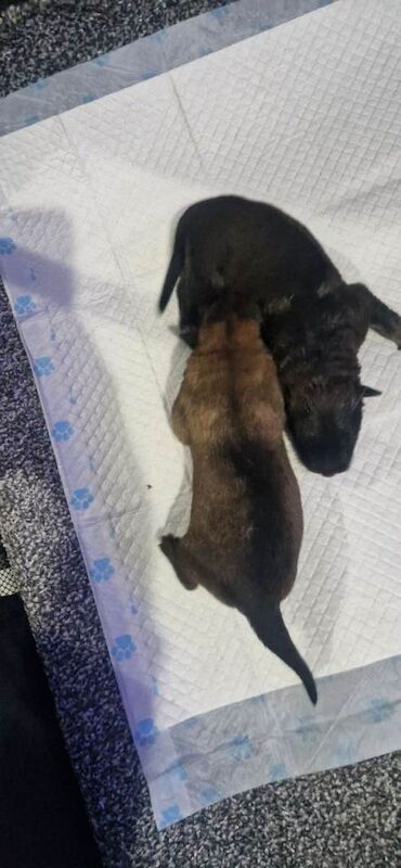 German Shepherd puppies for sale in Rochdale, Greater Manchester – 2 weeks old - Image 3 of 3